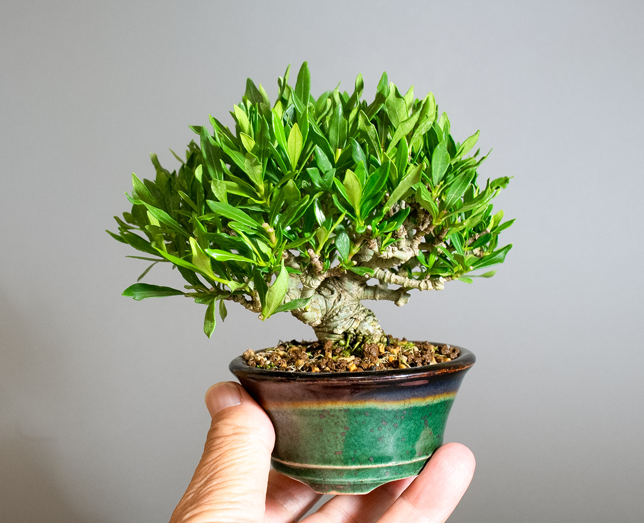 クチナシ-X1（くちなし・梔子）花もの盆栽の手乗りの景色・Gardenia jasminoides bonsai