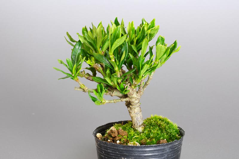 クチナシY（くちなし・梔子）豆盆栽を右側から見た景色・Gardenia jasminoides bonsai photo