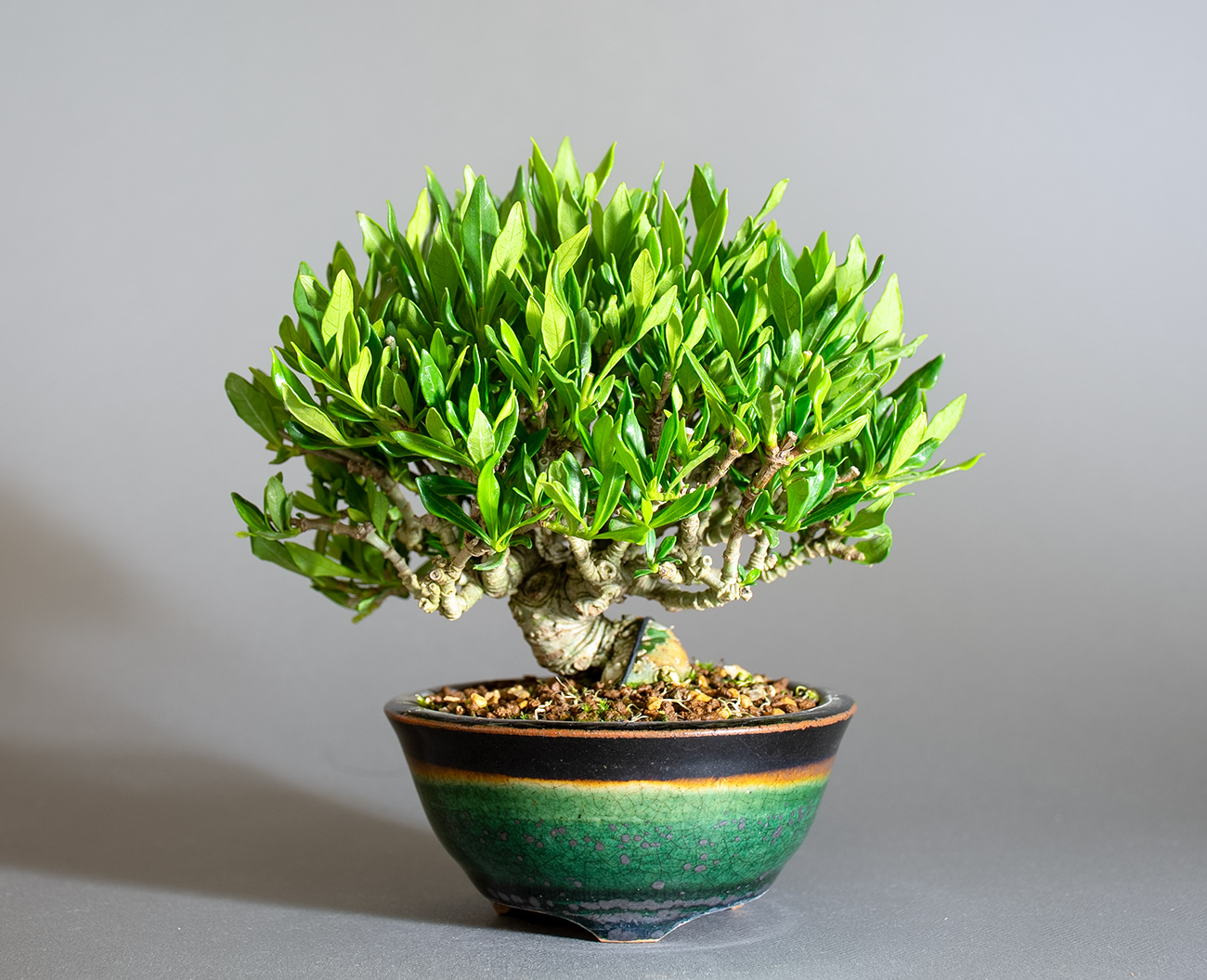 クチナシ-Y1（くちなし・梔子）花もの盆栽の販売と育て方・作り方・Gardenia jasminoides bonsai