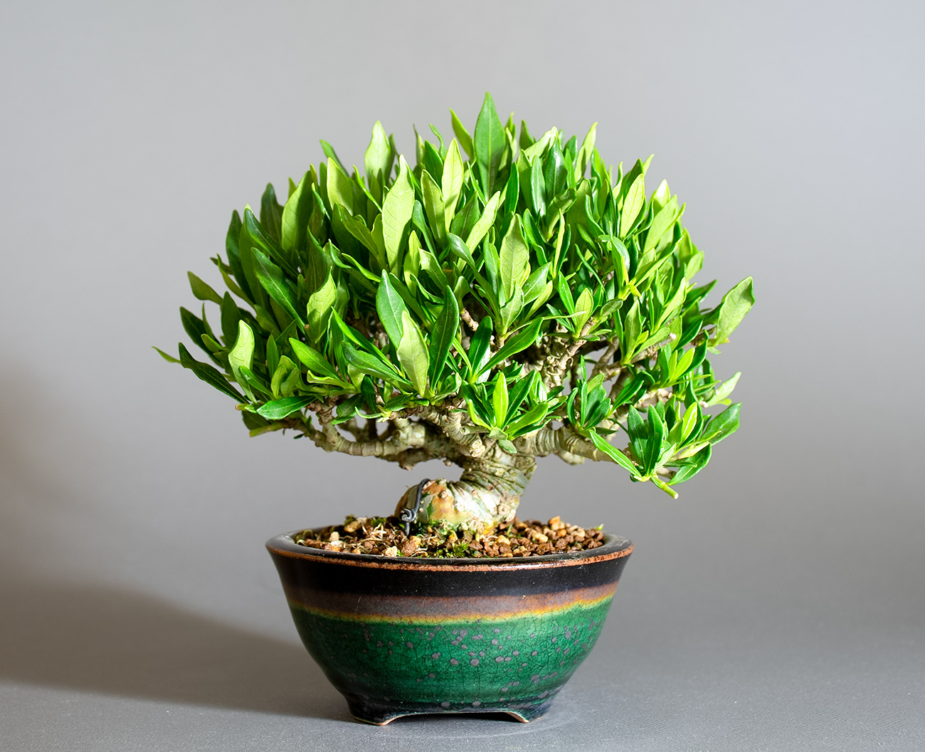 クチナシ-Y1（くちなし・梔子）花もの盆栽を裏側から見た景色・Gardenia jasminoides bonsai