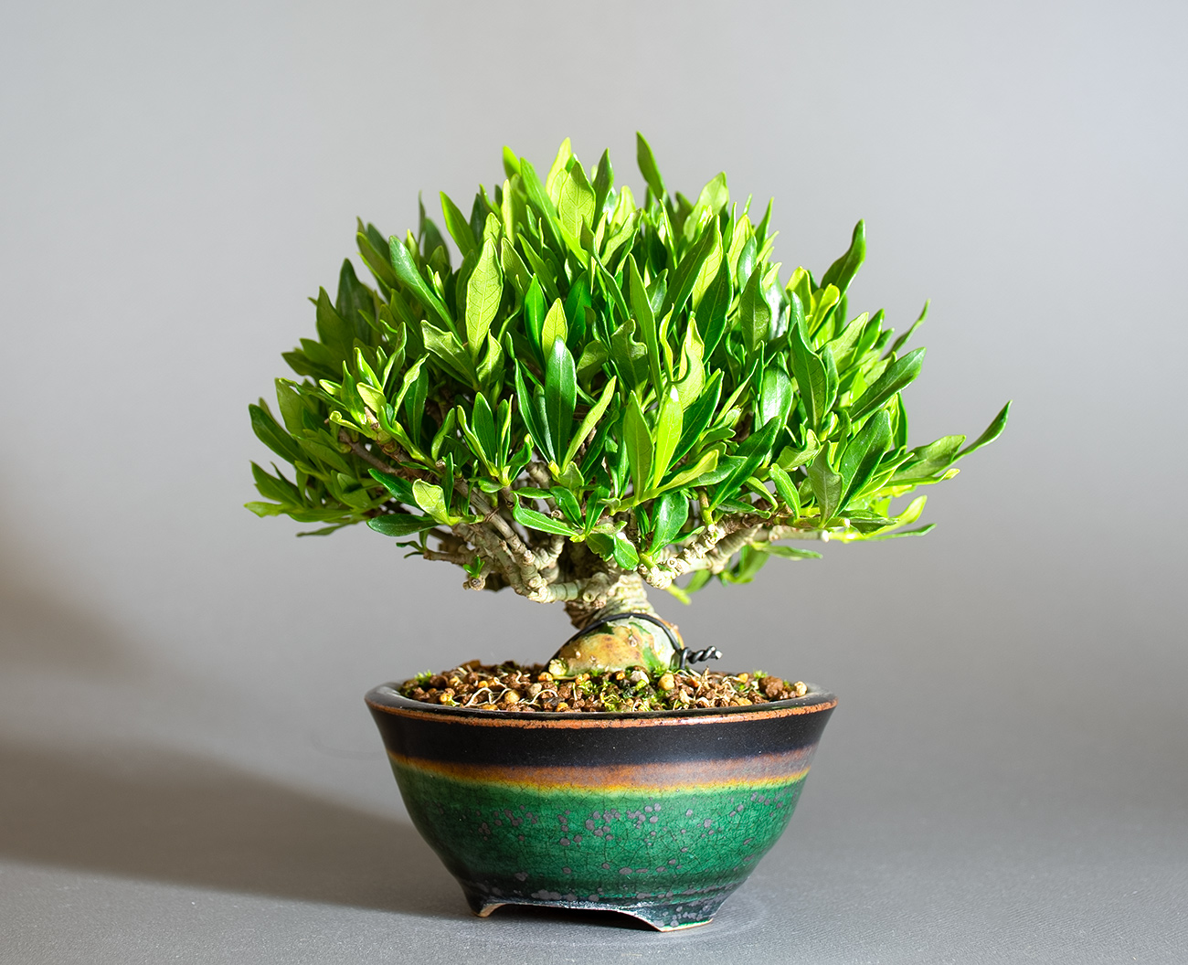 クチナシ-Y1（くちなし・梔子）花もの盆栽を右側から見た景色・Gardenia jasminoides bonsai