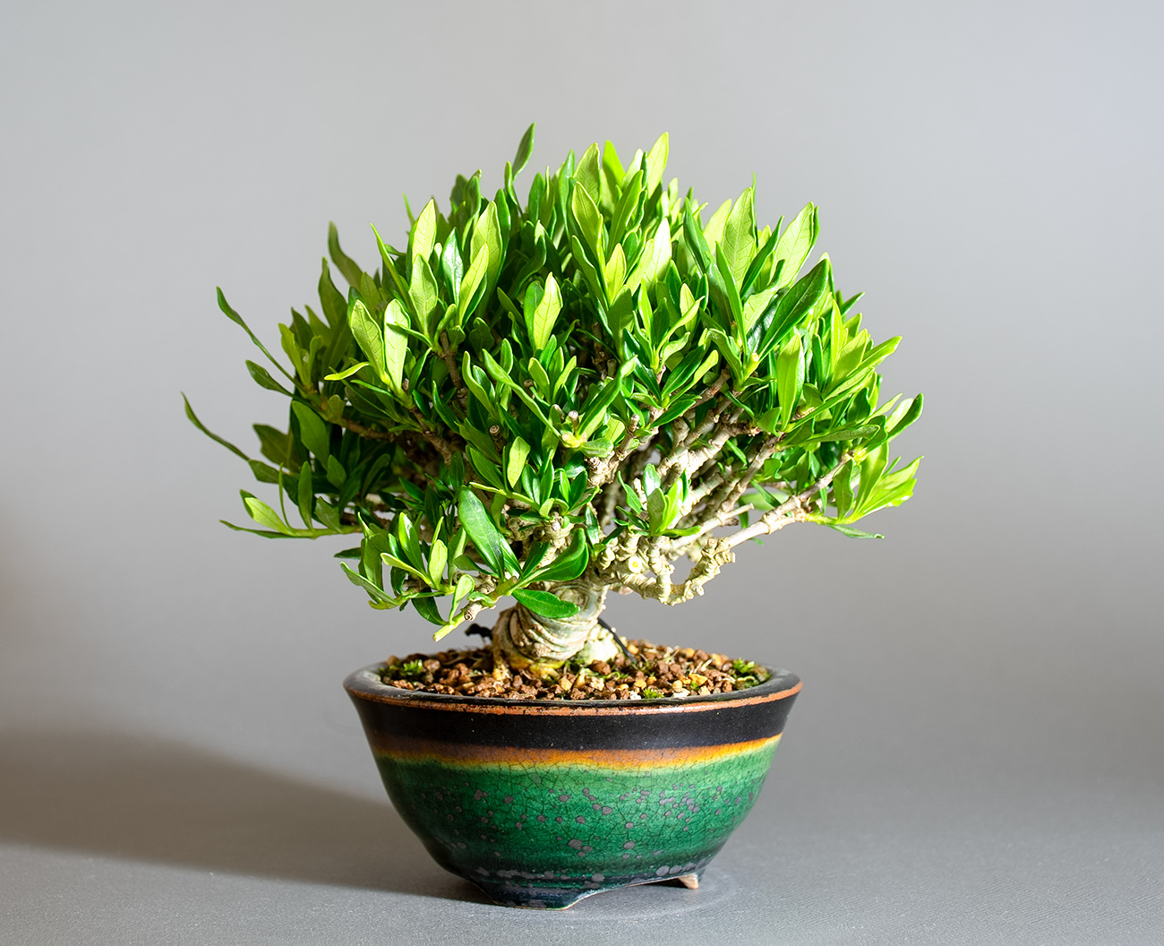 クチナシ-Y1（くちなし・梔子）花もの盆栽を左側から見た景色・Gardenia jasminoides bonsai