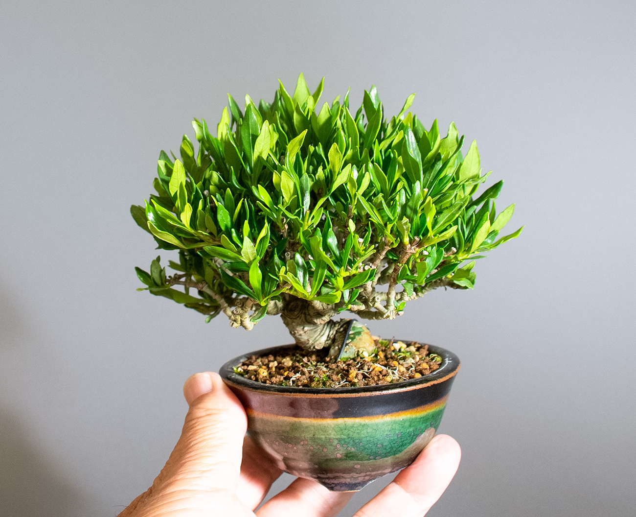 クチナシ-Y1（くちなし・梔子）花もの盆栽の手乗りの景色・Gardenia jasminoides bonsai