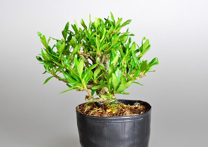 クチナシZ（くちなし・梔子）ミニ盆栽を裏側から見た景色・Gardenia jasminoides bonsai photo