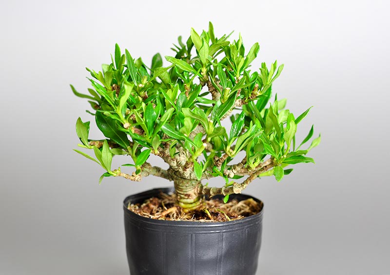 クチナシZ（くちなし・梔子）ミニ盆栽を右側から見た景色・Gardenia jasminoides bonsai photo