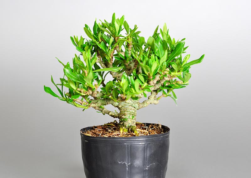 クチナシZ（くちなし・梔子）ミニ盆栽を左側から見た景色・Gardenia jasminoides bonsai photo