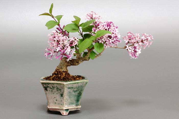 ヒメライラックA（ひめらいらっく・姫ライラック）花もの盆栽の販売と育て方・作り方・Syringa microphylla bonsai