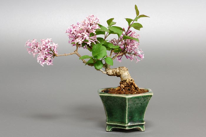 ヒメライラックA（ひめらいらっく・姫ライラック）花もの盆栽を裏側から見た景色・Syringa microphylla bonsai