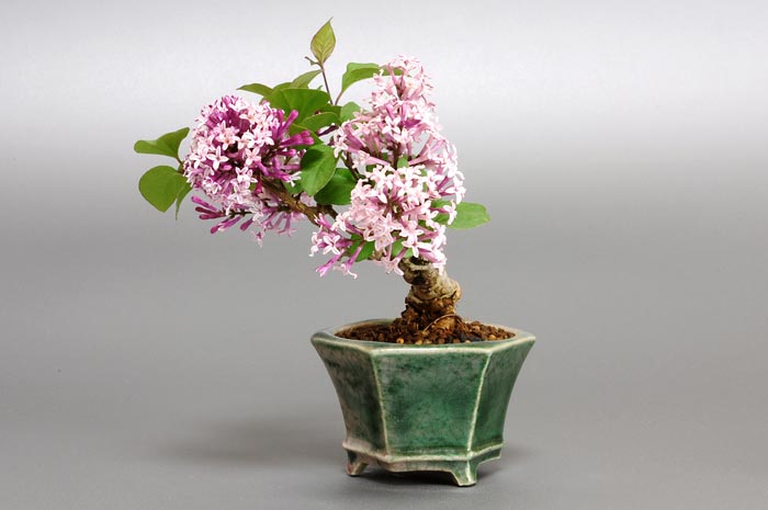 ヒメライラックA（ひめらいらっく・姫ライラック）花もの盆栽を右側から見た景色・Syringa microphylla bonsai