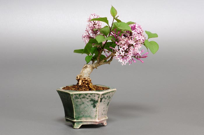 ヒメライラックA（ひめらいらっく・姫ライラック）花もの盆栽を左側から見た景色・Syringa microphylla bonsai