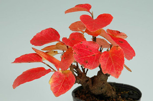マンサク-A（まんさく・満作）盆栽の樹作りの参考樹形・Hamamelis japonica Best bonsai