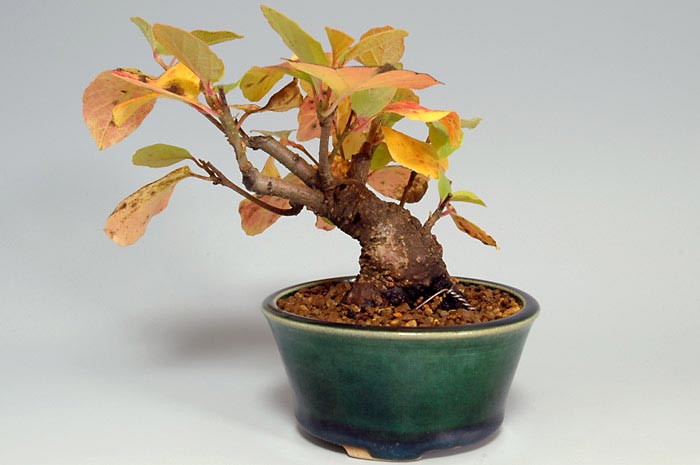 マンサクB（まんさく・満作）花もの盆栽を裏側から見た景色・Hamamelis japonica bonsai photo