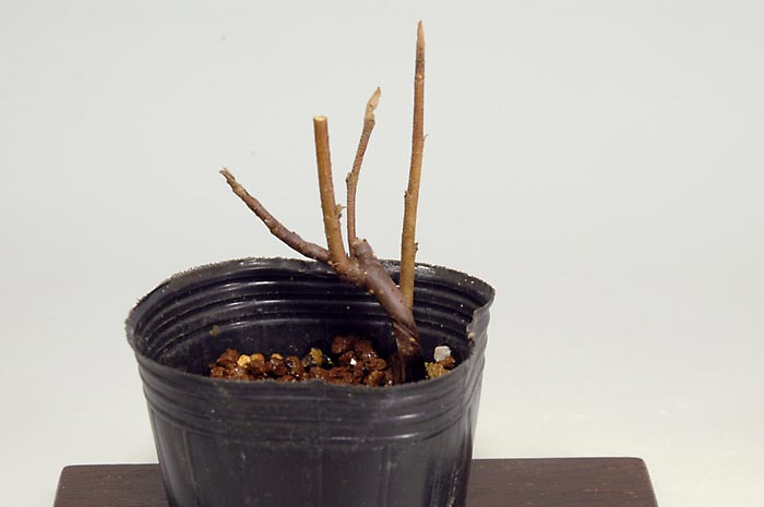マンサクD（まんさく・満作）花もの盆栽の販売と育て方・作り方・Hamamelis japonica bonsai photo