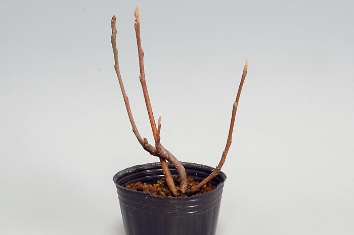 マンサクG（まんさく・満作）花もの盆栽の販売と育て方・作り方・Hamamelis japonica bonsai photo