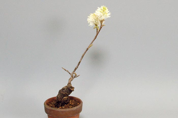 マンサクJ（まんさく・満作）花もの盆栽の販売と育て方・作り方・Hamamelis japonica bonsai