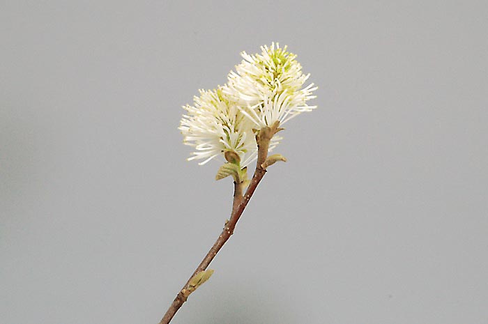 マンサクJ（まんさく・満作）花もの盆栽を別側から見た景色・Hamamelis japonica bonsai