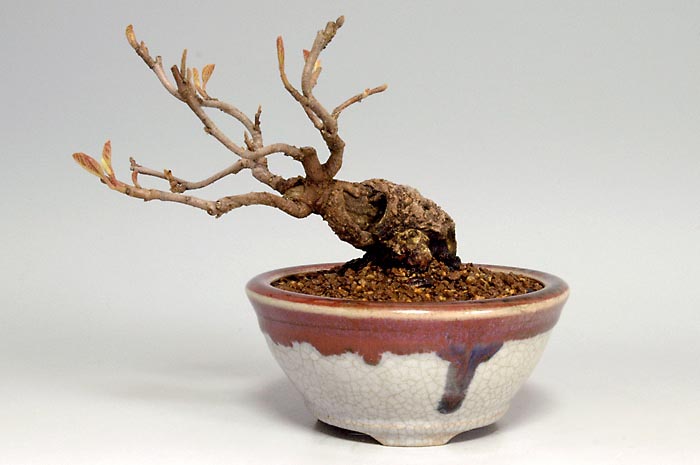 マンサクK（まんさく・満作）花もの盆栽の販売と育て方・作り方・Hamamelis japonica bonsai