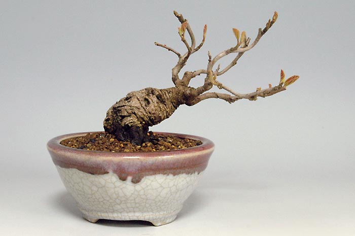 マンサクK（まんさく・満作）花もの盆栽を裏側から見た景色・Hamamelis japonica bonsai