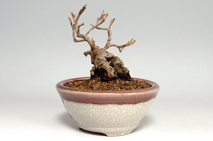 マンサクK（まんさく・満作）花もの盆栽を右側から見た景色・Hamamelis japonica bonsai