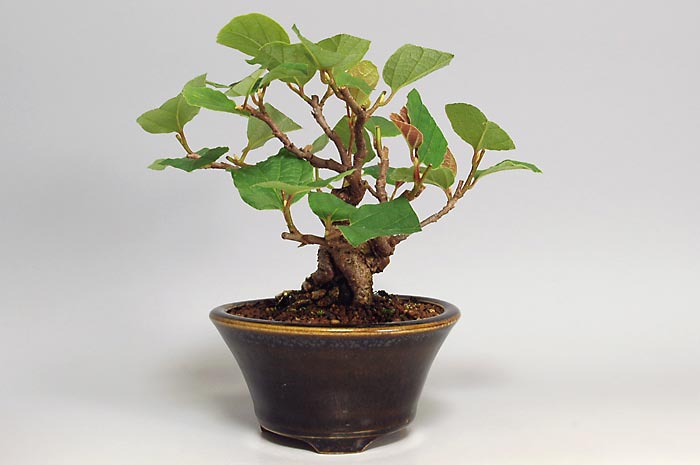 マンサクL（まんさく・満作）花もの盆栽の販売と育て方・作り方・Hamamelis japonica bonsai photo
