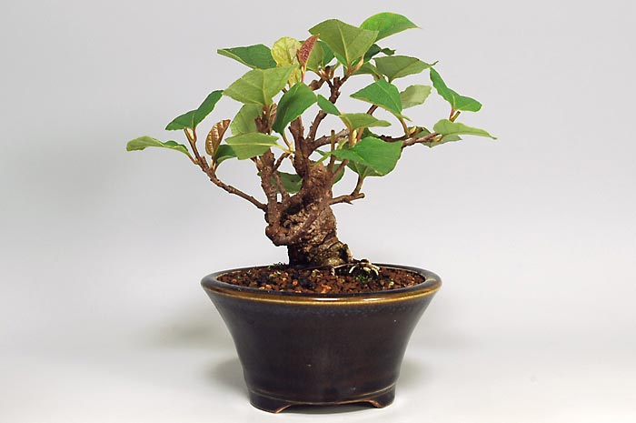 マンサクL（まんさく・満作）花もの盆栽を裏側から見た景色・Hamamelis japonica bonsai photo