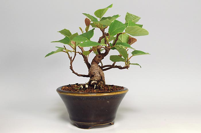 マンサクL（まんさく・満作）花もの盆栽を左側から見た景色・Hamamelis japonica bonsai photo