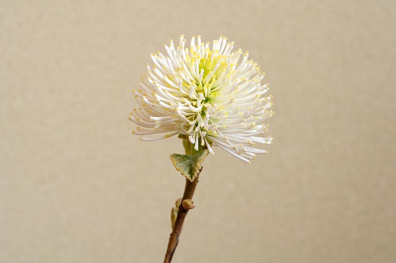 マンサク-M（まんさく・満作）花もの盆栽のマンサクの花-１の景色・Hamamelis japonica bonsai