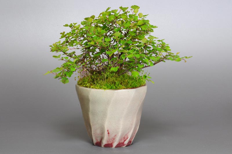 ミツデイワガサ-A1（みつでいわがさ・三つ手岩傘）花もの盆栽の販売と育て方・作り方・Spiraea blumei bonsai photo