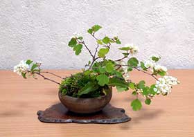 ミツデイワガサB（みつでいわがさ・三つ手岩傘）花もの盆栽の成長記録-1・Spiraea blumei bonsai
