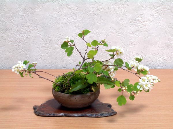 ミツデイワガサB-1（みつでいわがさ・三つ手岩傘）花もの盆栽の販売と育て方・作り方・Spiraea blumei bonsai
