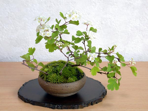 ミツデイワガサB（みつでいわがさ・三つ手岩傘）花もの盆栽の販売と育て方・作り方・Spiraea blumei bonsai