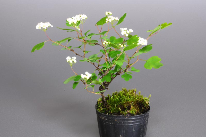 ミツデイワガサ-B1（みつでいわがさ・三つ手岩傘）花もの盆栽の販売と育て方・作り方・Spiraea blumei photo