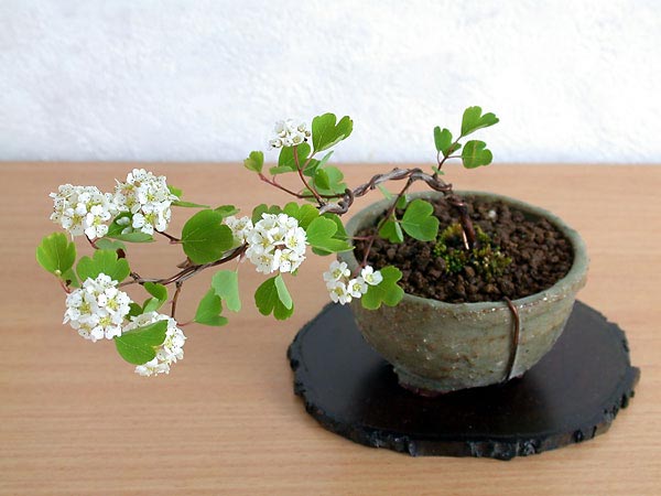ミツデイワガサ盆栽（みつでいわがさ・三つ手岩傘）ミニ盆栽の今と過去の成長記録と育て方・手入れ・剪定・植え替え・Spiraea blumei bonsai photo
