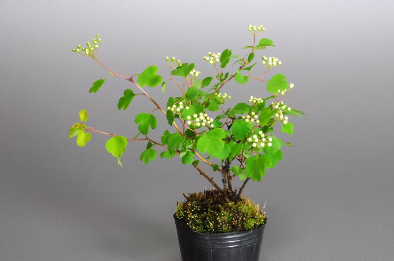 ミツデイワガサ-C1（みつでいわがさ・三つ手岩傘）花もの盆栽の販売と育て方・作り方・Spiraea blumei bonsai photo