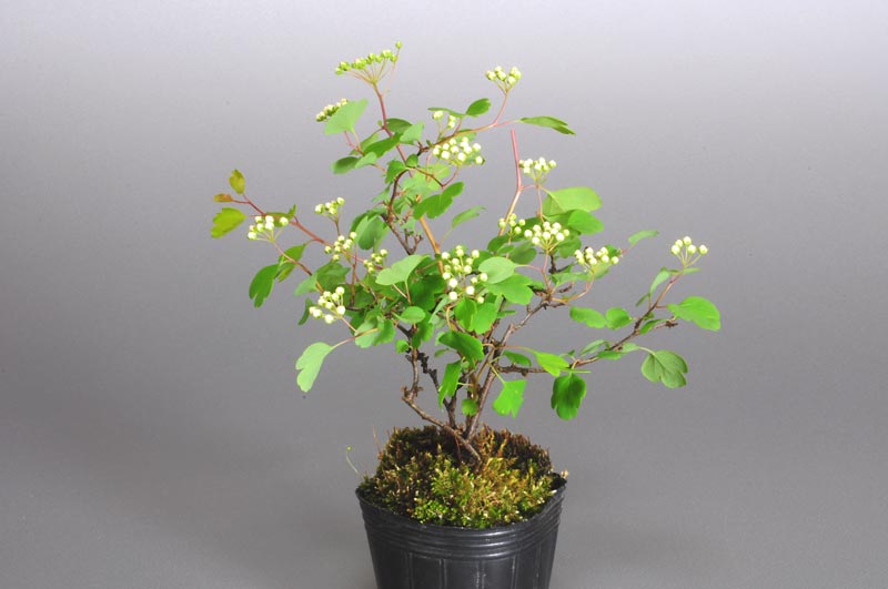 ミツデイワガサ-C1（みつでいわがさ・三つ手岩傘）花もの盆栽を右側から見た景色・Spiraea blumei bonsai photo