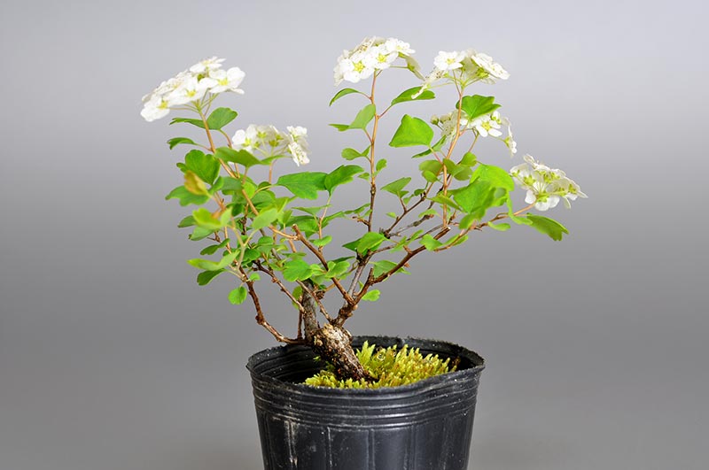 ミツデイワガサ-D1（みつでいわがさ・三つ手岩傘）花もの盆栽を裏側から見た景色・Spiraea blumei bonsai
