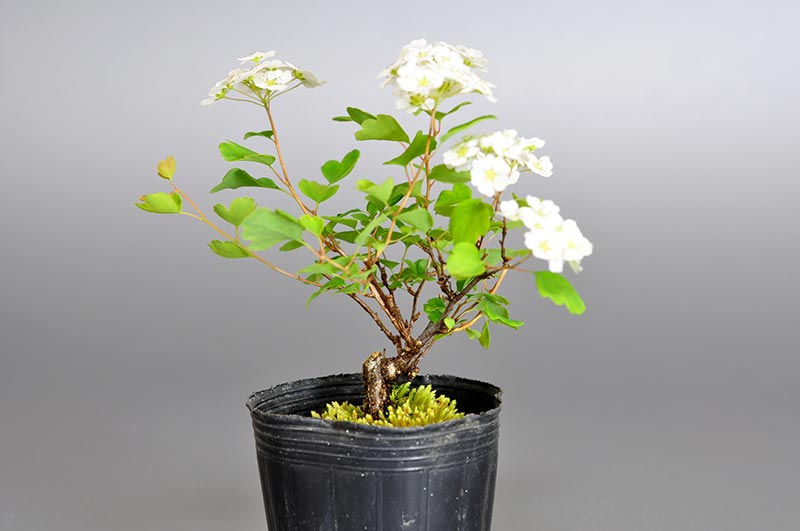 ミツデイワガサ-D1（みつでいわがさ・三つ手岩傘）花もの盆栽を左側から見た景色・Spiraea blumei bonsai