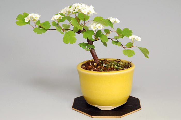 ミツデイワガサG（みつでいわがさ・三つ手岩傘）花もの盆栽の販売と育て方・作り方・Spiraea blumei photo