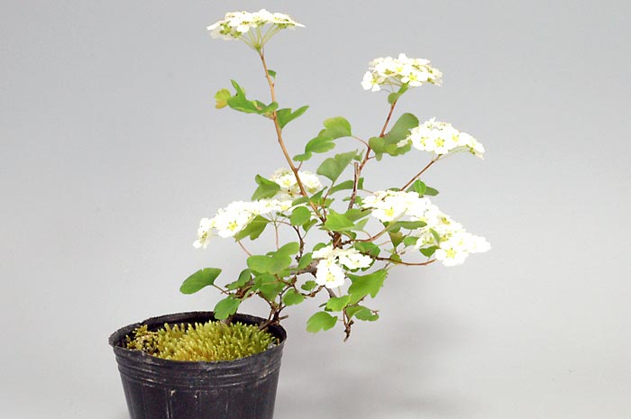 ミツデイワガサV（みつでいわがさ・三つ手岩傘）花もの盆栽の販売と育て方・作り方・Spiraea blumei bonsai photo