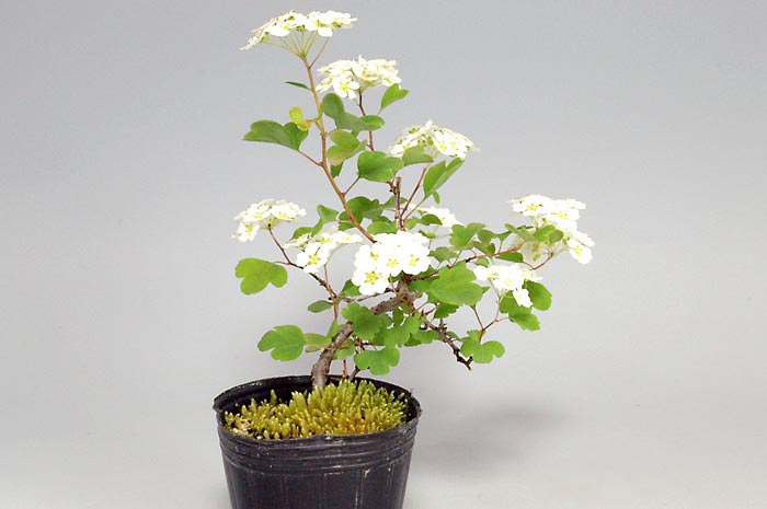 ミツデイワガサV（みつでいわがさ・三つ手岩傘）花もの盆栽を左側から見た景色・Spiraea blumei bonsai photo