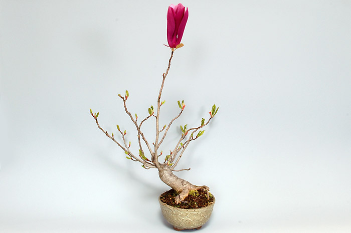 モクレンA（もくれん・木蓮）花もの盆栽の販売と育て方・作り方・Magnolia quinquepeta bonsai photo