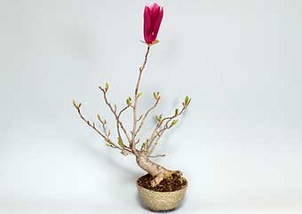 モクレン-A（もくれん・木蓮）盆栽の樹作りの参考樹形・Magnolia quinquepeta Best bonsai