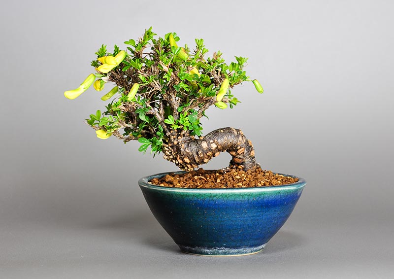 ムレスズメ-A（むれすずめ・群雀）花もの盆栽を裏側から見た景色・Caragana sinica bonsai