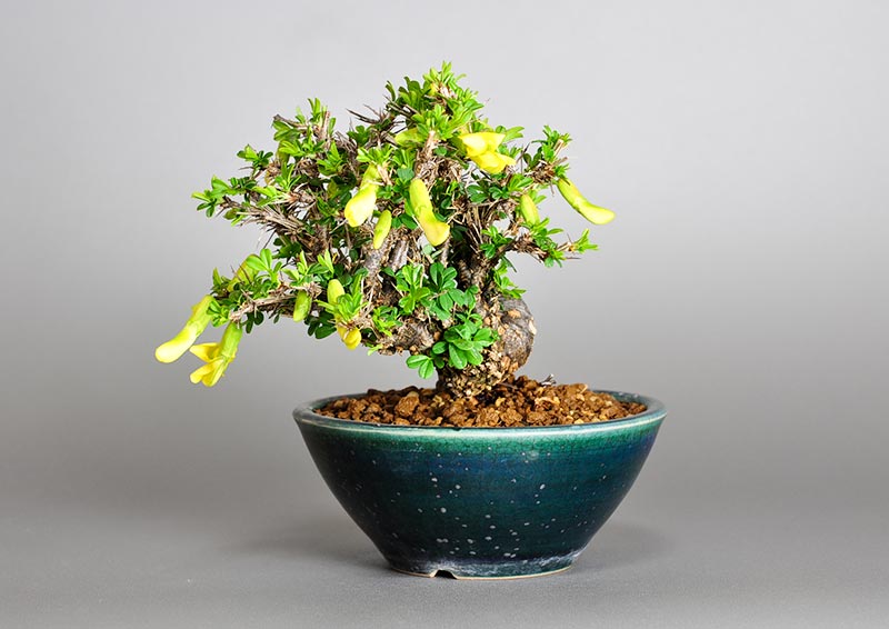 ムレスズメ-A(むれすずめ・群雀)花もの盆栽を右側から見た景色・Caragana sinica bonsai