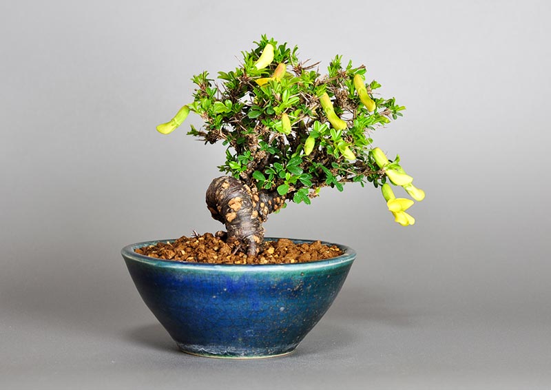 ムレスズメ-A(むれすずめ・群雀)花もの盆栽を左側から見た景色・Caragana sinica bonsai
