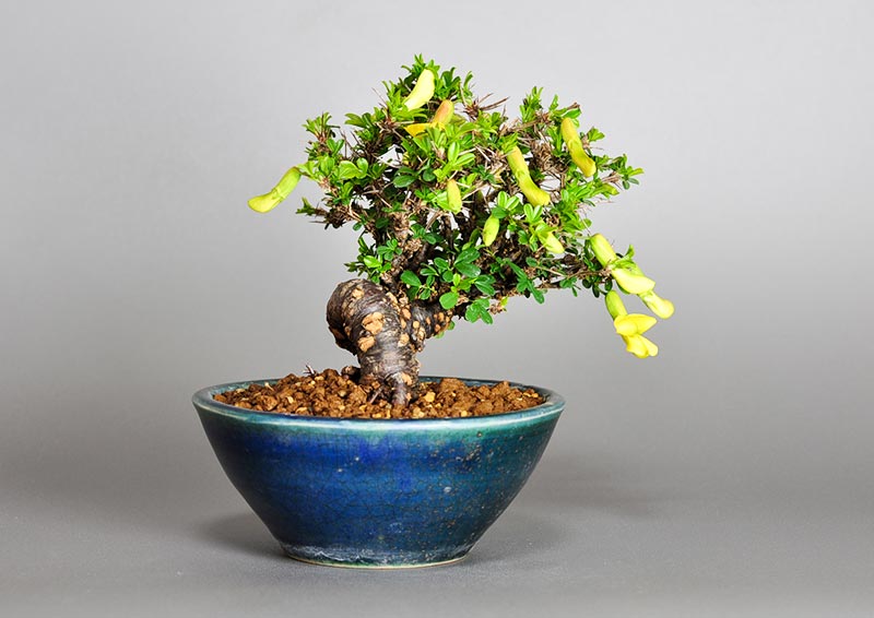 ムレスズメ-A（むれすずめ・群雀）花もの盆栽を左側から見た景色・Caragana sinica bonsai