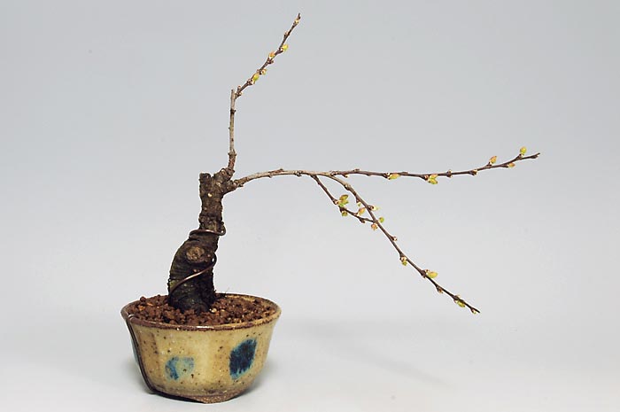 ニワウメR（にわうめ・庭梅）花もの盆栽を裏側から見た景色・Prunus japonica bonsai photo