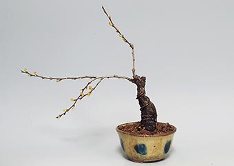 ニワウメ-A（にわうめ・庭梅）盆栽の樹作りの参考樹形・Prunus japonica Best bonsai