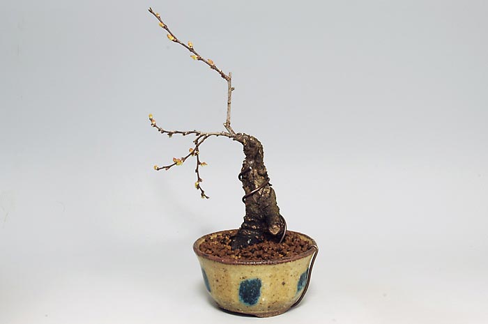 ニワウメR（にわうめ・庭梅）花もの盆栽を右側から見た景色・Prunus japonica bonsai photo