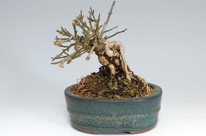 オウバイC（おうばい・黄梅）花もの盆栽の販売と育て方・作り方・Jasminum nudiflorum bonsai